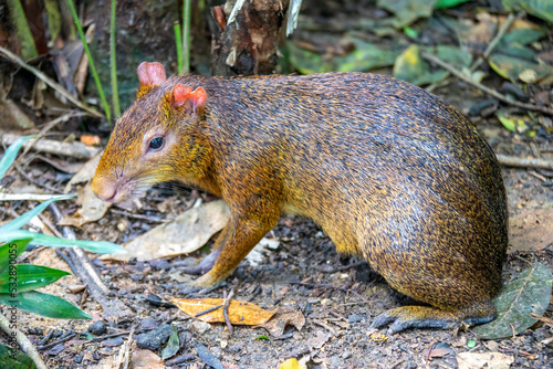 Azara's agouti (Dasyprocta azarae) is a South American agouti species from the family Dasyproctidae.
 The population is unknown and may have gone locally extinct in some areas due to hunting.