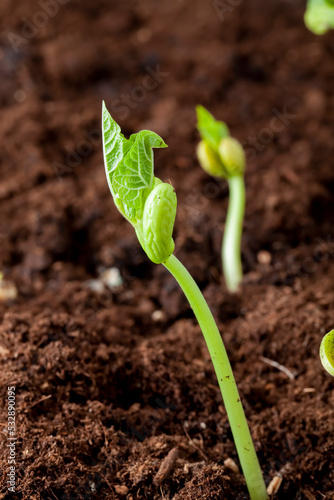 Green pea sprouts in the field