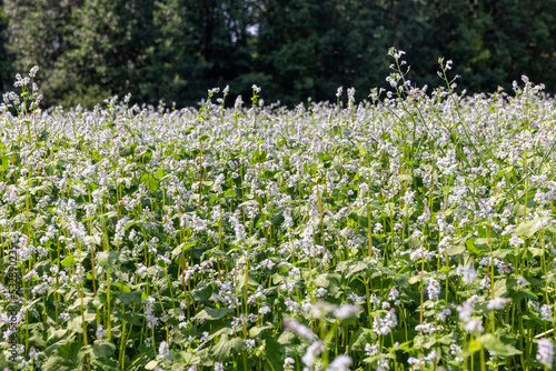 Agricultural field where buckwheat blooms