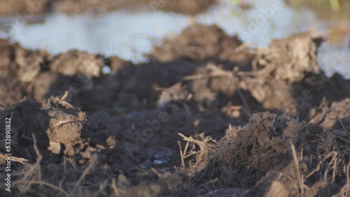 Wallpaper Mural hard work in a swamp with a shovel full of mud Torontodigital.ca