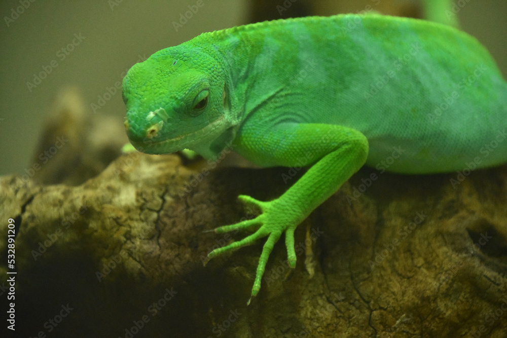 Fototapeta premium Bright Lime Green Fiji Island Iguana Posing