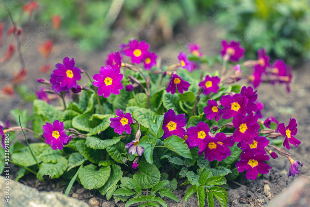 Pink flowers of Primula pruhoniciana as background Pink flowers of Primula pruhoniciana as background