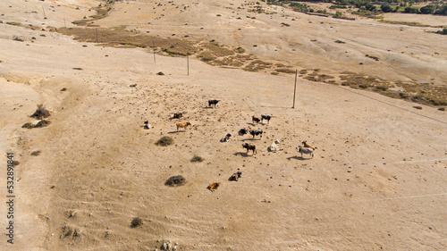 Aerial view of cows in field