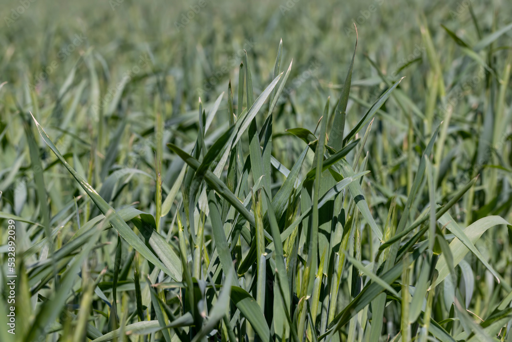 Obraz premium An agricultural field where green cereals grow