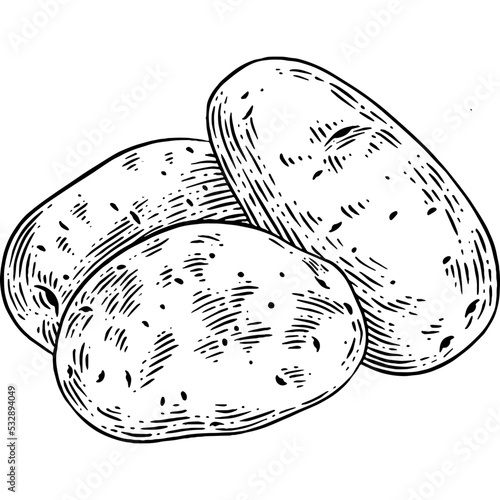 Hand drawn Potatoes Sketch Illustration