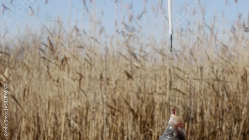 Wallpaper Mural carp hanging on a fishing hook with a worm close-up on the background of autumn lake reeds Torontodigital.ca