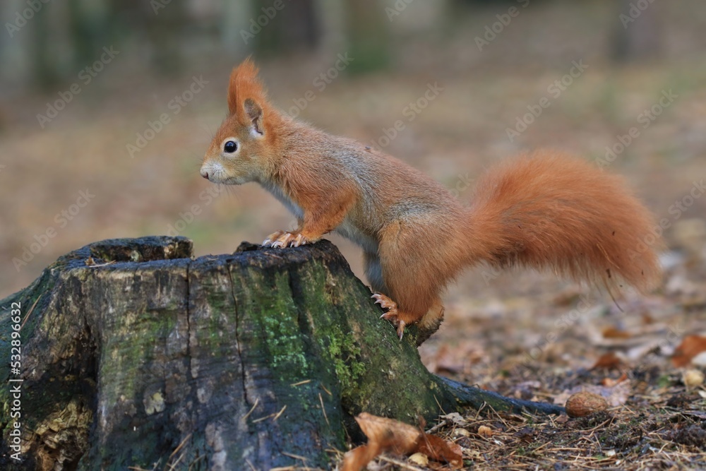 Beautiful portrait of a cute european red squirrel. Sciurus vulgaris. Squirrel sitting on the tree stump. Beautiful portrait of a cute european red squirrel. Sciurus vulgaris. Squirrel sitting on the tree stump.