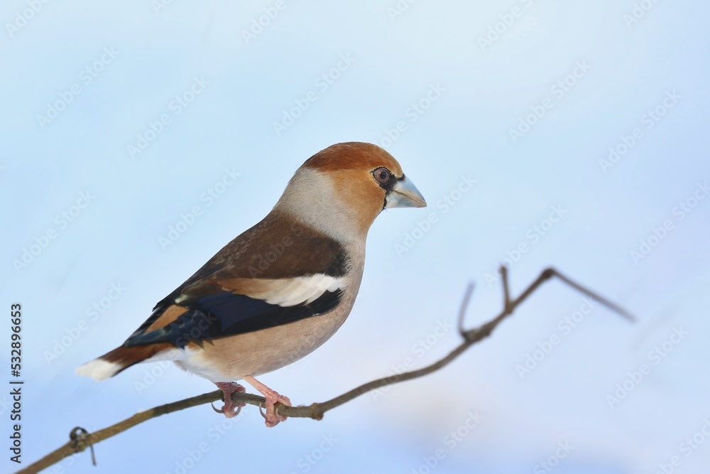 Close up portrait of a beautiful hawfinch sitting on the branch with blue background. (Coccothraustes coccothraustes) Wildlife scene from nature.