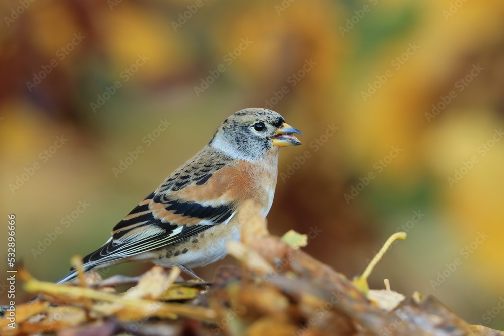 Brambling (Fringilla montifringilla) in its natural habitat. Autumn wildlife scene with songbird Brambling (Fringilla montifringilla) in its natural habitat. Autumn wildlife scene with songbird