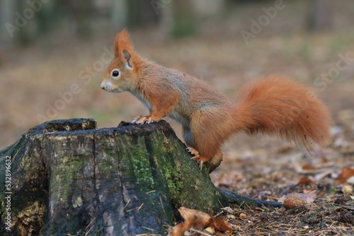 Beautiful portrait of a cute european red squirrel. Sciurus vulgaris. Squirrel sitting on the tree stump. © Monikasurzin