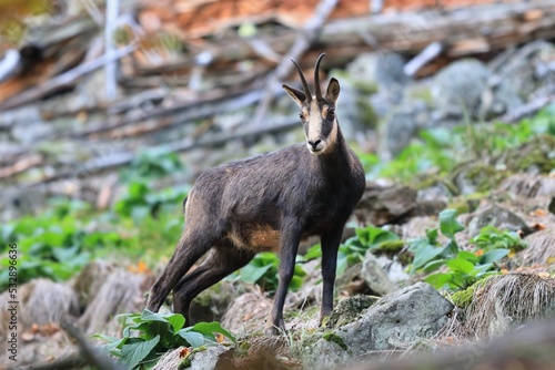 Portrait of a chamois in its natural habitat. Rupicapra rupicapra. Animal from Alp. Wild goat standing on the stone hill. © Monikasurzin