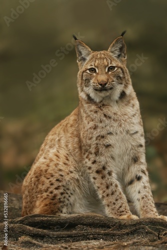 Cute young lynx in the forest. Wildlife scene from Europe. Wild cat in the nature forest habitat. Lynx lynx.