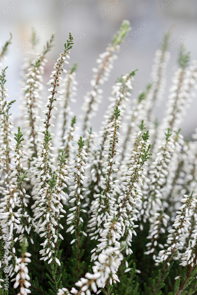 White heather (Calluna vulgaris) in the garden. White heather (Calluna vulgaris) in the garden.
