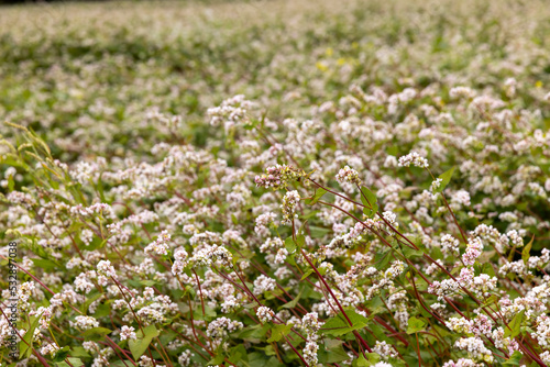 Agricultural field with blooming buckwheat in cloudy weather © rsooll