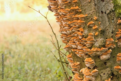 Xanthoporia radiata - Inonotus radiatus - a species of bracket fungus (fungi that grow on trees). Alder bracket. photo