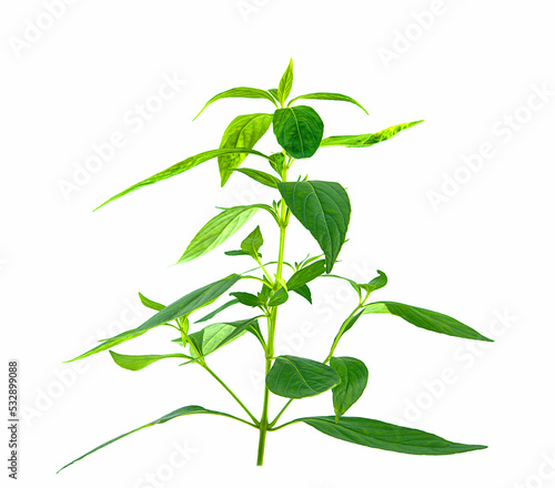 Kariyat or andrographis paniculata, branch green leaves on white background,isolated