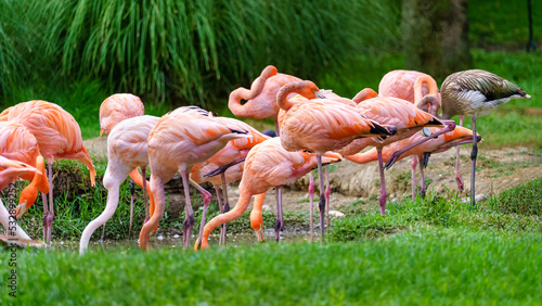 Group of pink flamingo birds in the lake feeding.