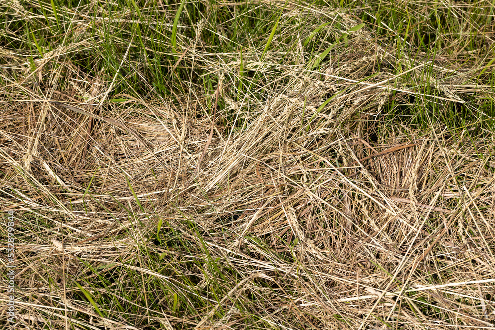 Drying of grass for obtaining and storing hay Drying of grass for obtaining and storing hay