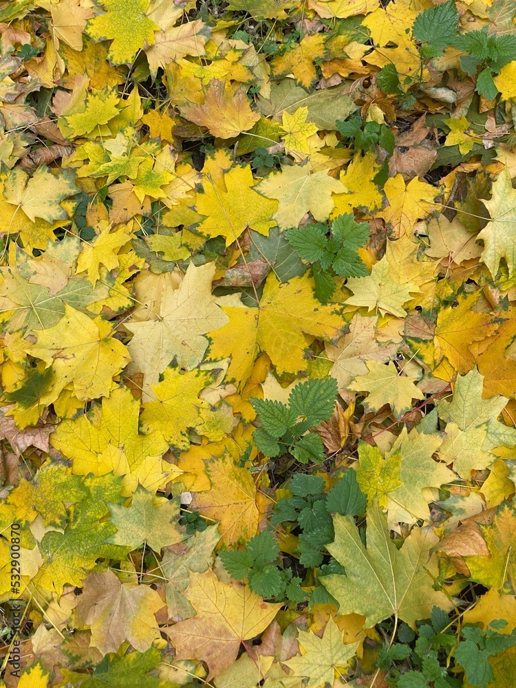 There are autumn leaves There are autumn leaves