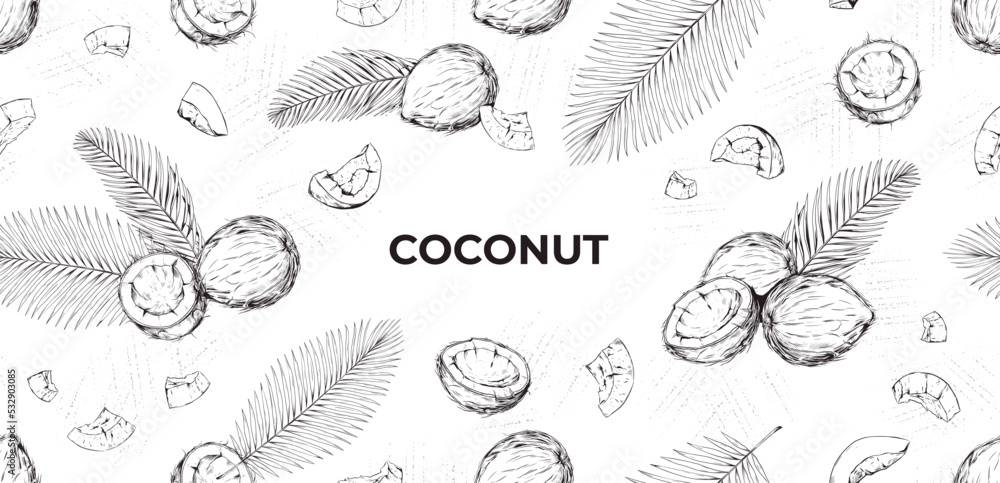 Hand drawn coconut outline sketch Vector black ink drawing coco set  Graphic illustration isolated on white background Stock Vector  Adobe  Stock
