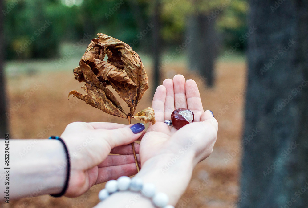 Women's hands (palms) with a chestnut tree and a leaf from a chestnut tree in the park (forest) Women's hands (palms) with a chestnut tree and a leaf from a chestnut tree in the park (forest)