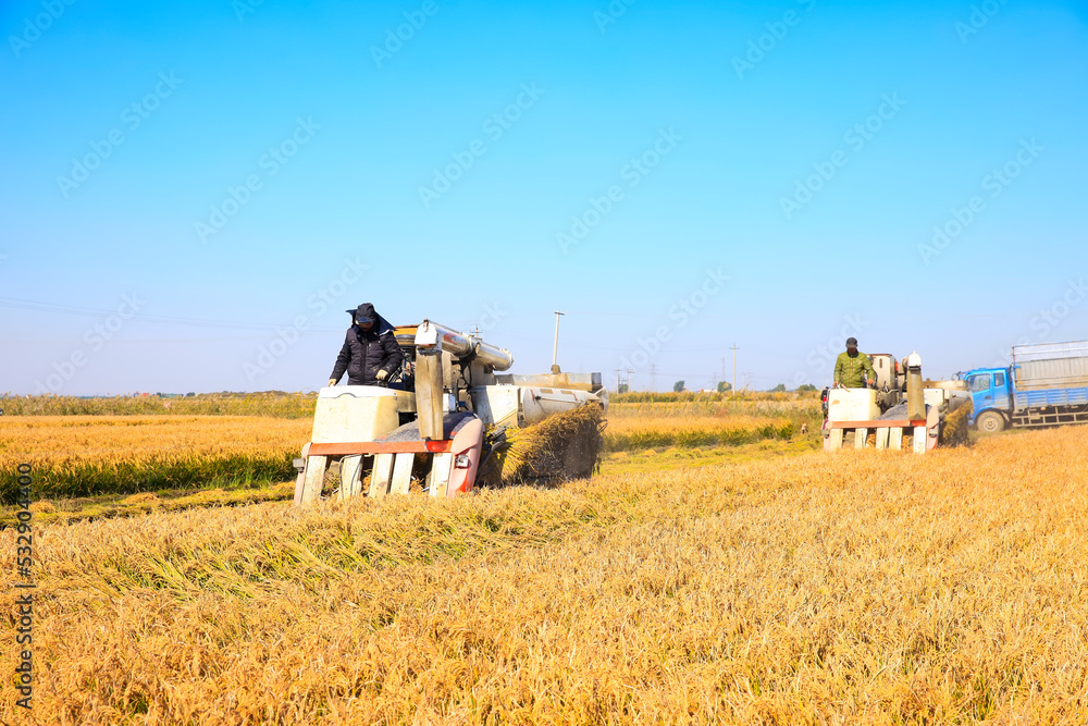 Obraz premium Harvester machine is harvesting rice