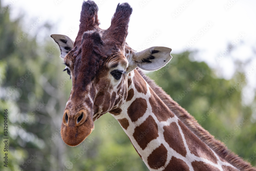 Giraffe is a large African ungulate with a long neck and long limbs. Here in Odense zoo,Denmark,Europe,Scandinavia Giraffe is a large African ungulate with a long neck and long limbs. Here in Odense zoo,Denmark,Europe,Scandinavia