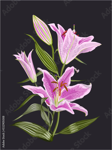 vector of stargazer pink lilies isolated on black