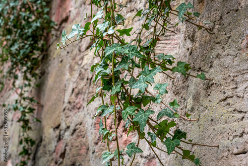 grüner Efeu klettert an einer Wand aus Sandstein empor photo