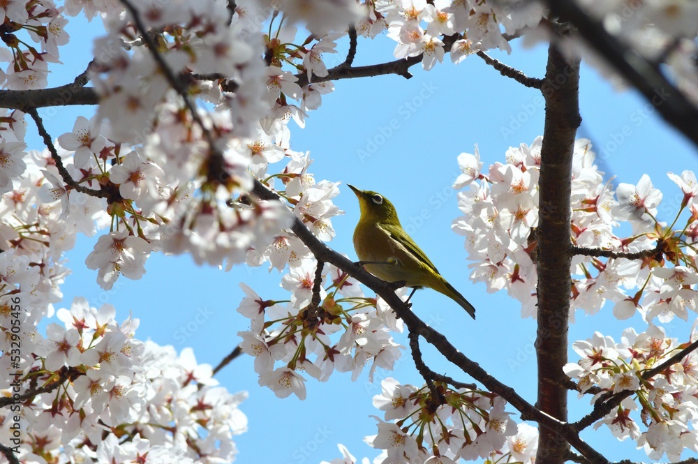 桜の花にメジロ 桜の花にメジロ