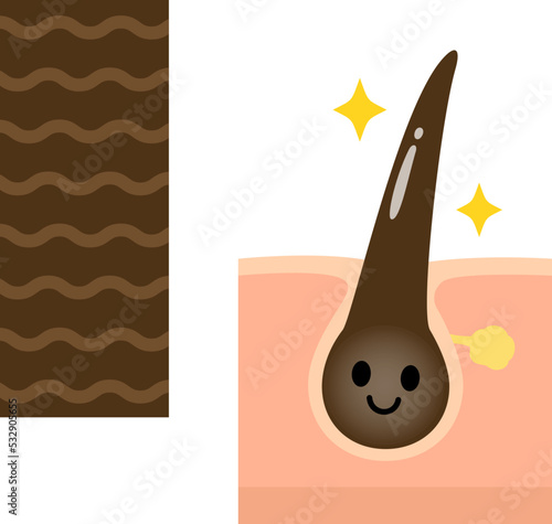 キューティクルのイメージと毛のキャラクター