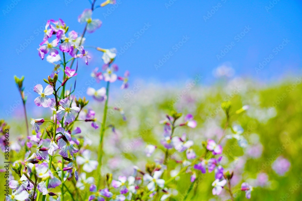 青空の河川敷に咲くハマダイコンの紫の花
青空の河川敷に咲くハマダイコンの紫の花