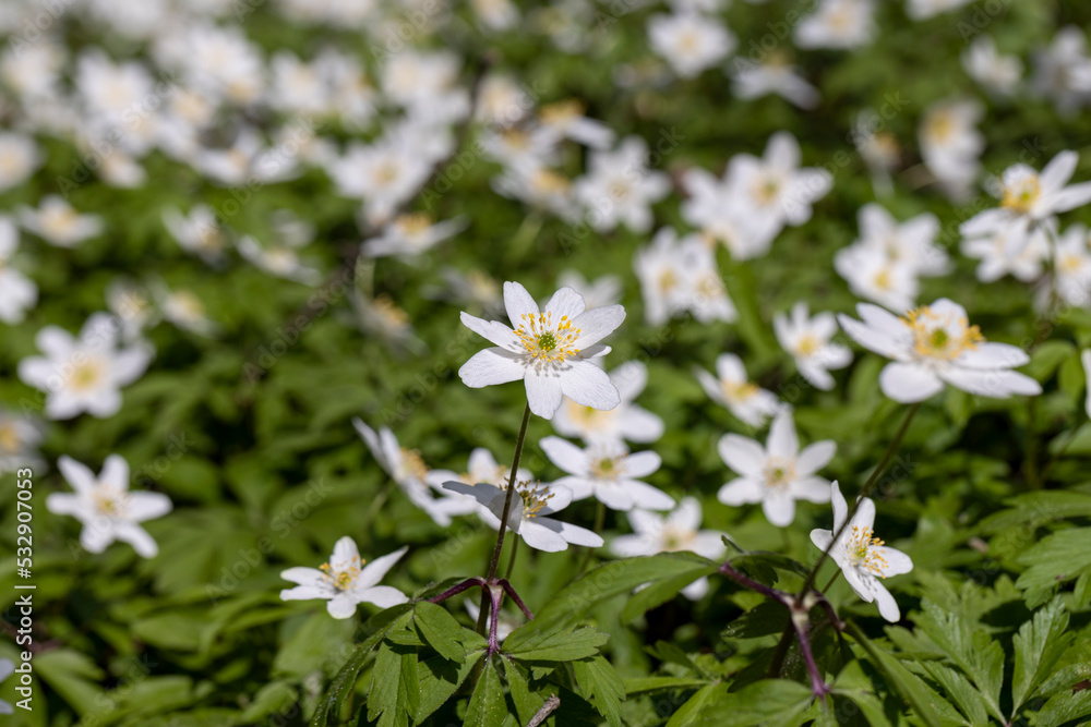 white spring anemones growing in the forest in spring white spring anemones growing in the forest in spring
