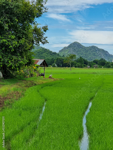 green rice field paddy field in Thailand Kanchanaburi.  photo