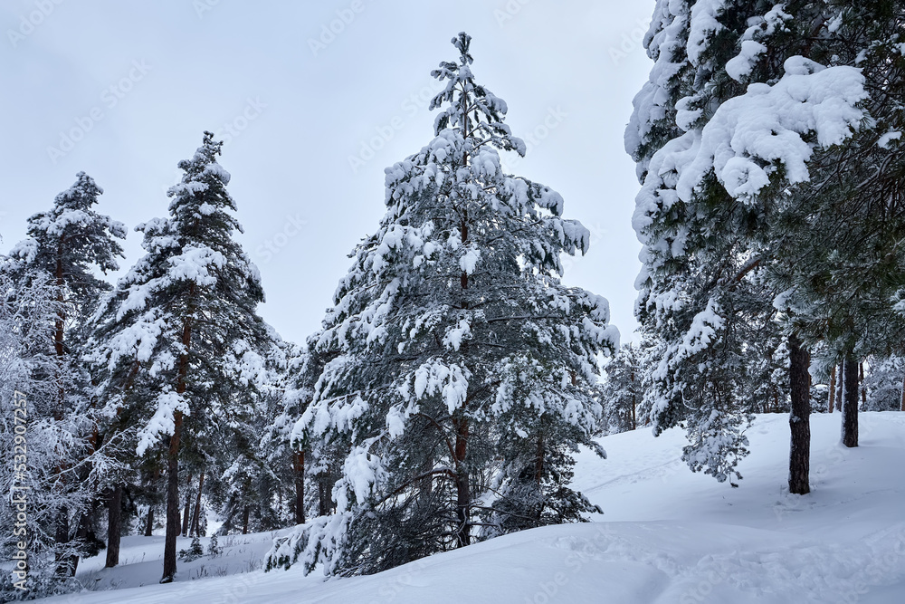 Obraz premium Majestic winter landscape. Snow in the pine forest at cloudy day.