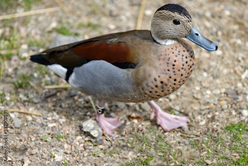 Rødskuldret and. The ringed teal (Callonetta leucophrys) is a small duck of South American forests. It is the only species of the genus Callonetta. Odense zoo,Scandinavia,Europe photo