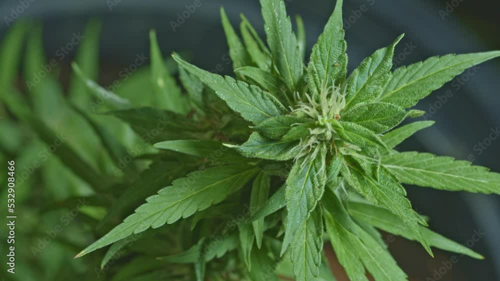 Cannabis flowering seeds. Sativa hemp bushes. Growing CBD Cannabis..Dark background with hemp leaves. Healthcare with medical cannabis..Weed cultivation. Cannabis plant. Cannabis medicine leaf. Cannabis flowering seeds. Sativa hemp bushes. Growing CBD Cannabis..Dark background with hemp leaves. Healthcare with medical cannabis..Weed cultivation. Cannabis plant. Cannabis medicine leaf.