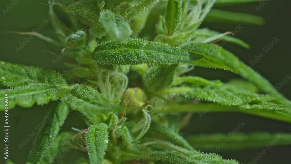close up details of the balance of marijuana flowers..trichomes substances are often found in inflorescences. .Trichomes Marijuana begins to increase.. Cannabis plant. Cannabis medicine leaf. close up details of the balance of marijuana flowers..trichomes substances are often found in inflorescences. .Trichomes Marijuana begins to increase.. Cannabis plant. Cannabis medicine leaf.