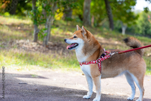 公園を散歩する柴犬 photo