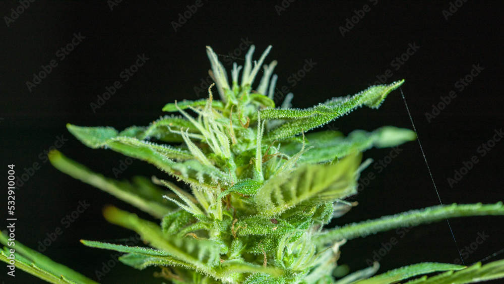 close up details of the balance of marijuana flowers..trichomes substances are often found in inflorescences. .Trichomes Marijuana begins to increase.. Cannabis plant. Cannabis medicine leaf. close up details of the balance of marijuana flowers..trichomes substances are often found in inflorescences. .Trichomes Marijuana begins to increase.. Cannabis plant. Cannabis medicine leaf.