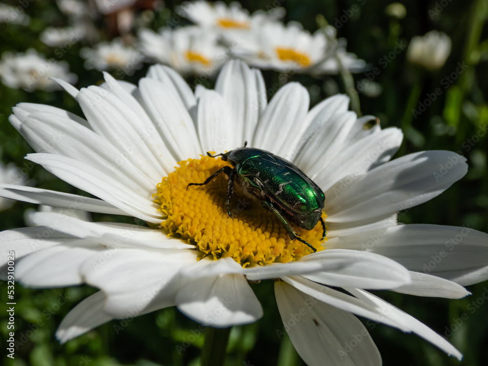 Macro shot of a metallic rose chafer or the green rose chafer (Cetonia aurata) crawling on a white daisy in summer Macro shot of a metallic rose chafer or the green rose chafer (Cetonia aurata) crawling on a white daisy in summer