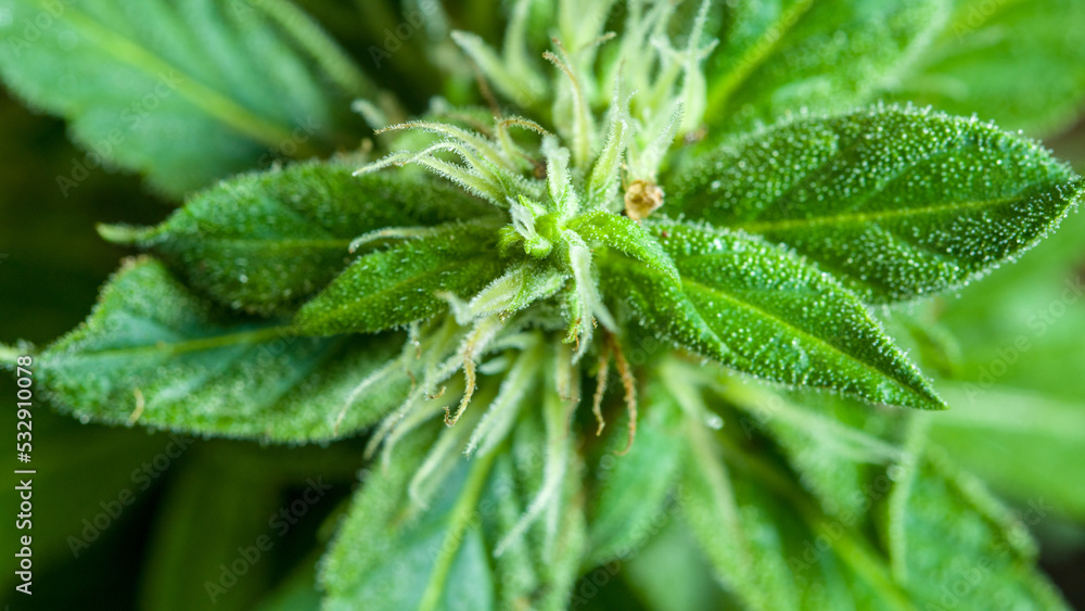 close up details of the balance of marijuana flowers..trichomes substances are often found in inflorescences. .Trichomes Marijuana begins to increase.. Cannabis plant. Cannabis medicine leaf. close up details of the balance of marijuana flowers..trichomes substances are often found in inflorescences. .Trichomes Marijuana begins to increase.. Cannabis plant. Cannabis medicine leaf.