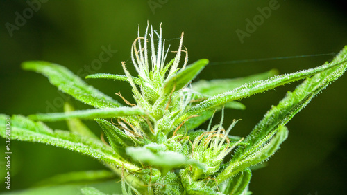 Cannabis flowering seeds. Sativa hemp bushes. Growing CBD Cannabis..Dark background with hemp leaves. Healthcare with medical cannabis..Weed cultivation. Cannabis plant. Cannabis medicine leaf..