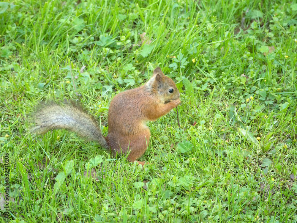 squirrel on the green grass squirrel on the green grass