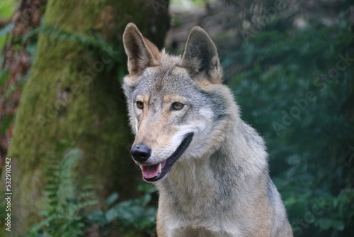 Wolfshündin, Nahaufnahme Wildtier © Joyful Photo