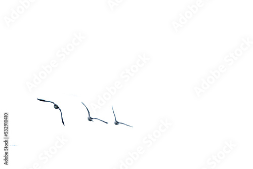 Three ducks gulls birds flying, isolated png transparent