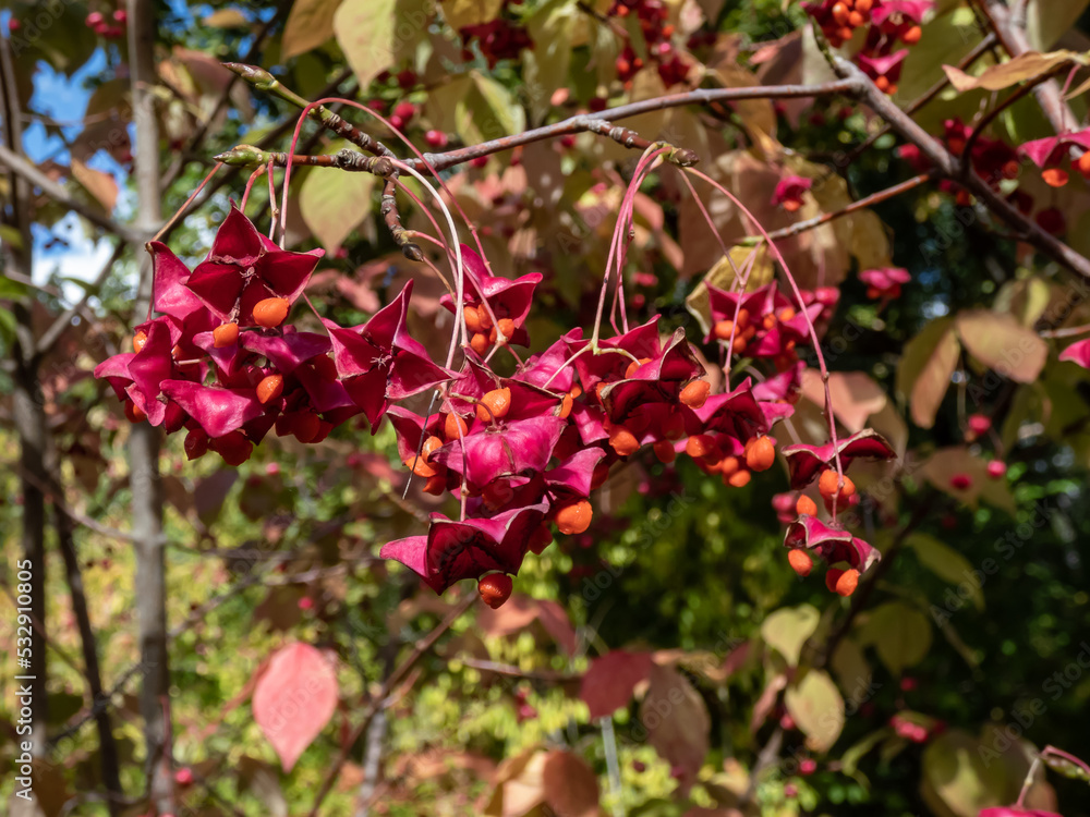 Large-winged spindle (euonymus macropterus) with colourful leaves and orange fruits