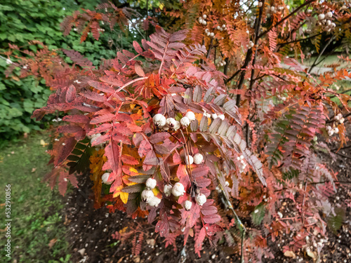 Koehne mountain ash (Sorbus koehneana) turning it's leaves yellow and later red and bearing white fruits in autumn photo