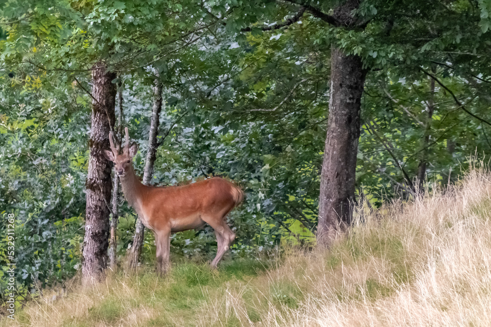 Hirsch im Wald, Freilebend