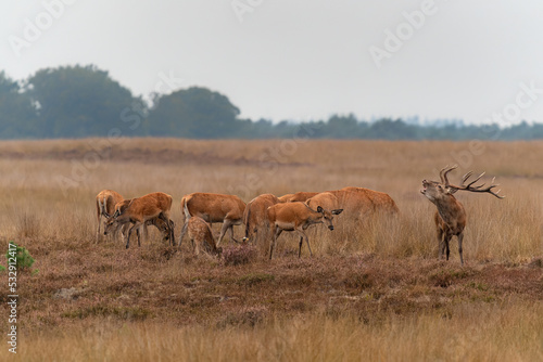 Red deer (Cervus elaphus) stag with female red deer in rutting season on the field of National Park Hoge Veluwe in the Netherlands. Forest in the background. 